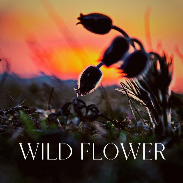 Couverture de Wild Flower