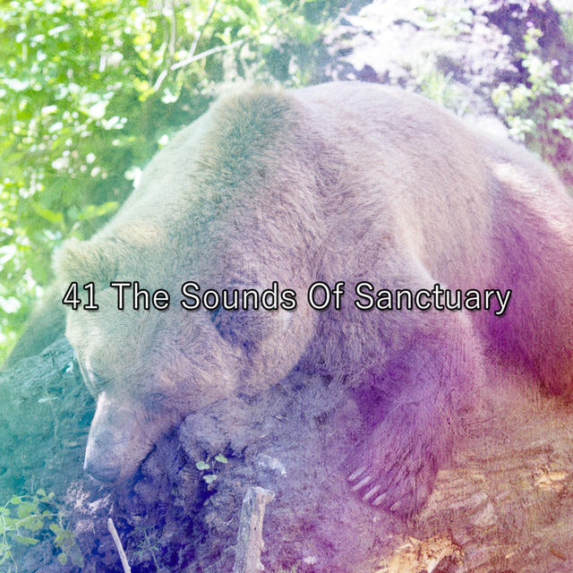 Couverture de 41 The Sounds Of Sanctuary