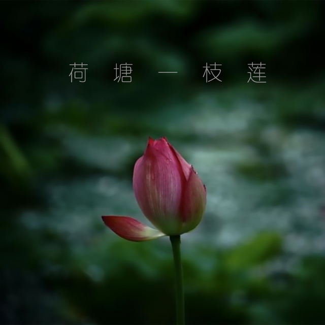 Couverture de 荷塘一枝莲