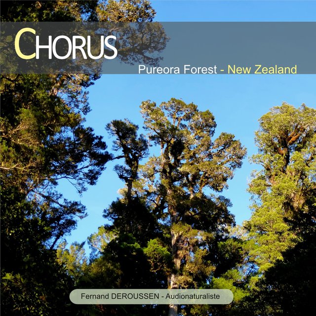 Chorus: Pureora Forest (New Zealand)