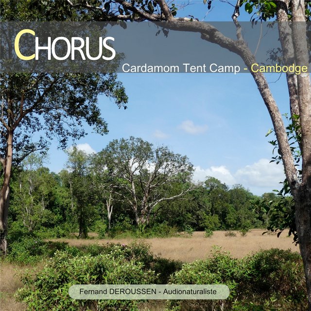 Chorus: Cardamom Tent Camp (Cambodge)