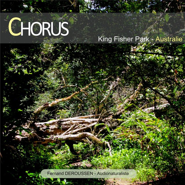 Chorus: King Fisher Park (Australie)