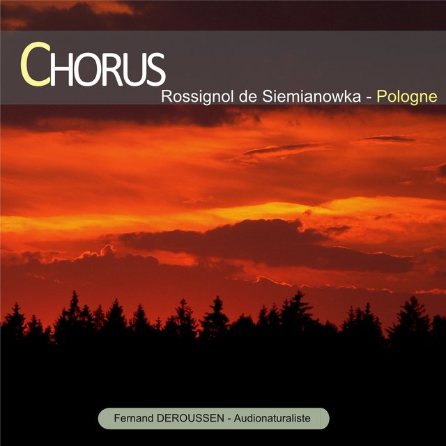 Chorus : Rossignol de Siemianowka (Pologne)