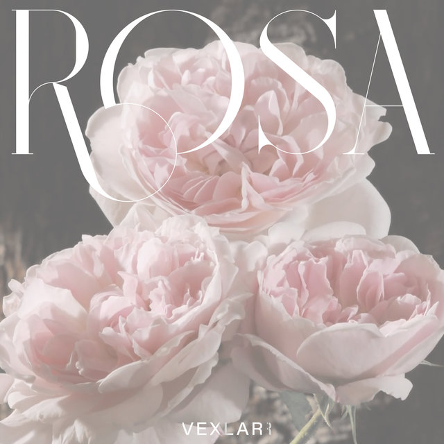 Couverture de Rosa