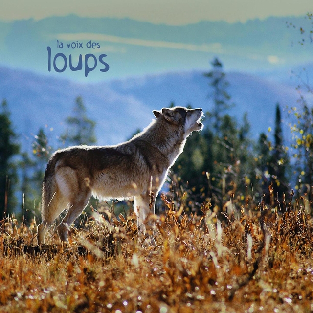 Couverture de La voix des loups