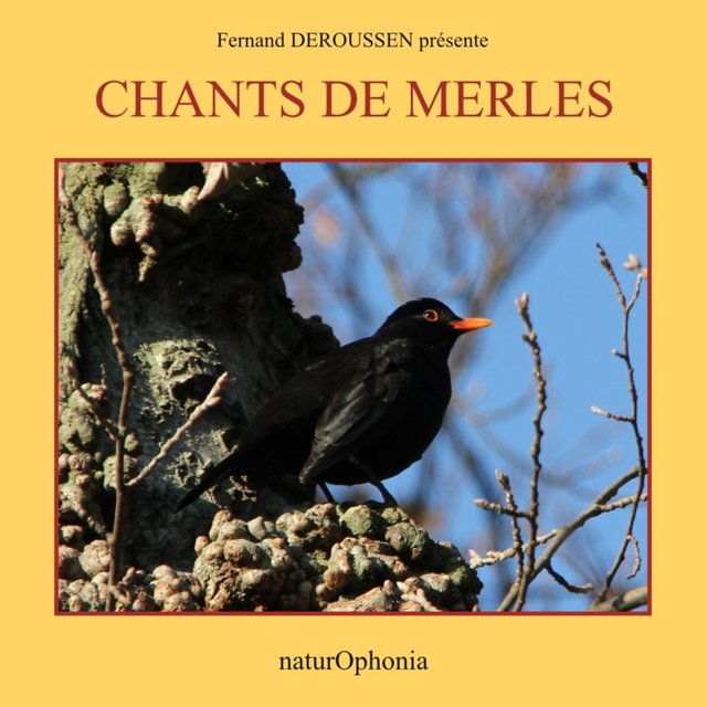 Naturophonia: Chants de merles