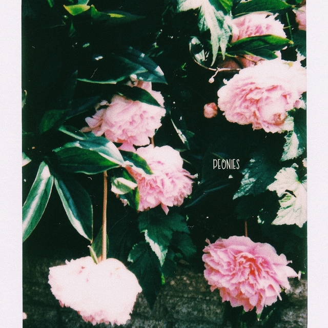 peonies