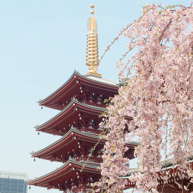 Sakura Skies