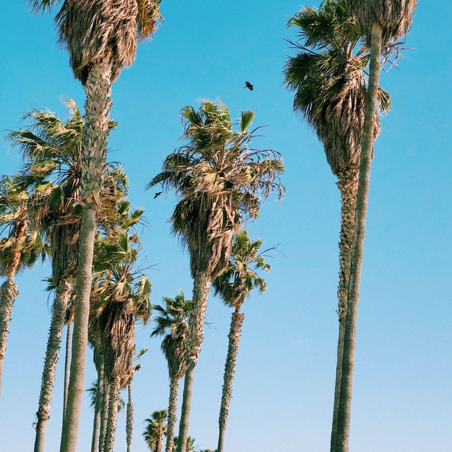 VENICE BEACH