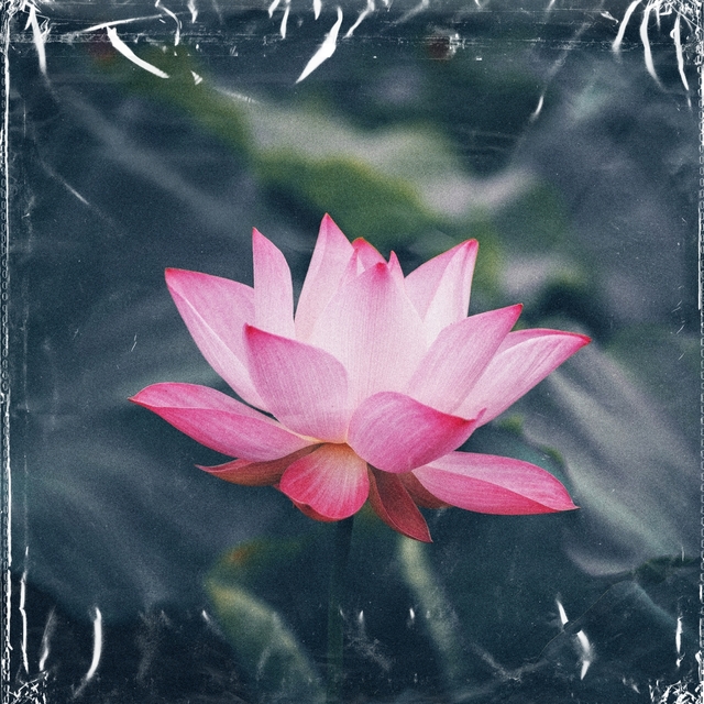 lotus