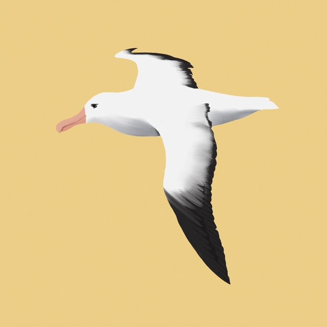 Albatross