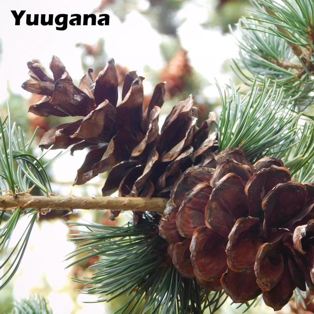 Couverture de Yuugana