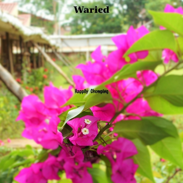 Waried