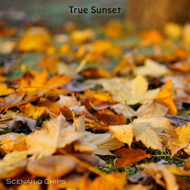 Couverture de True Sunset