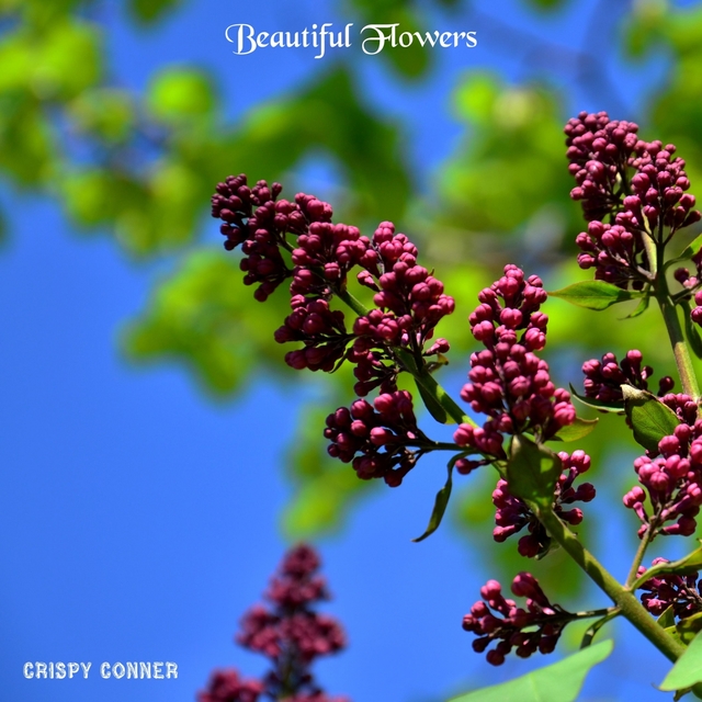 Couverture de Beautiful Flowers