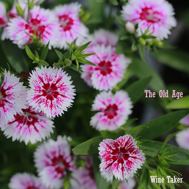 Couverture de The Old Age