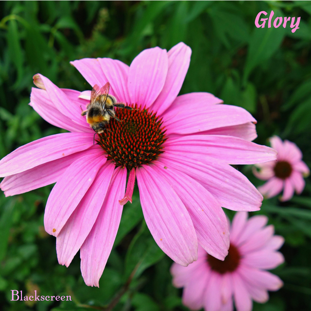 Couverture de Glory