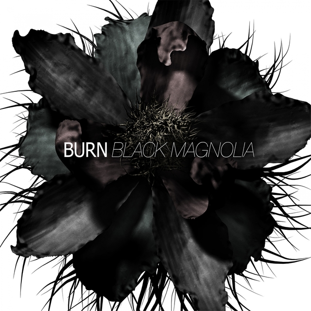 Black Magnolia