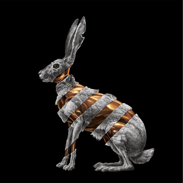 Couverture de Jackrabbit