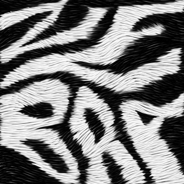 Couverture de Zebra