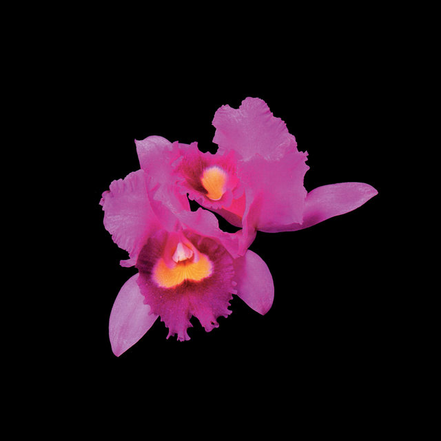Couverture de Orchid