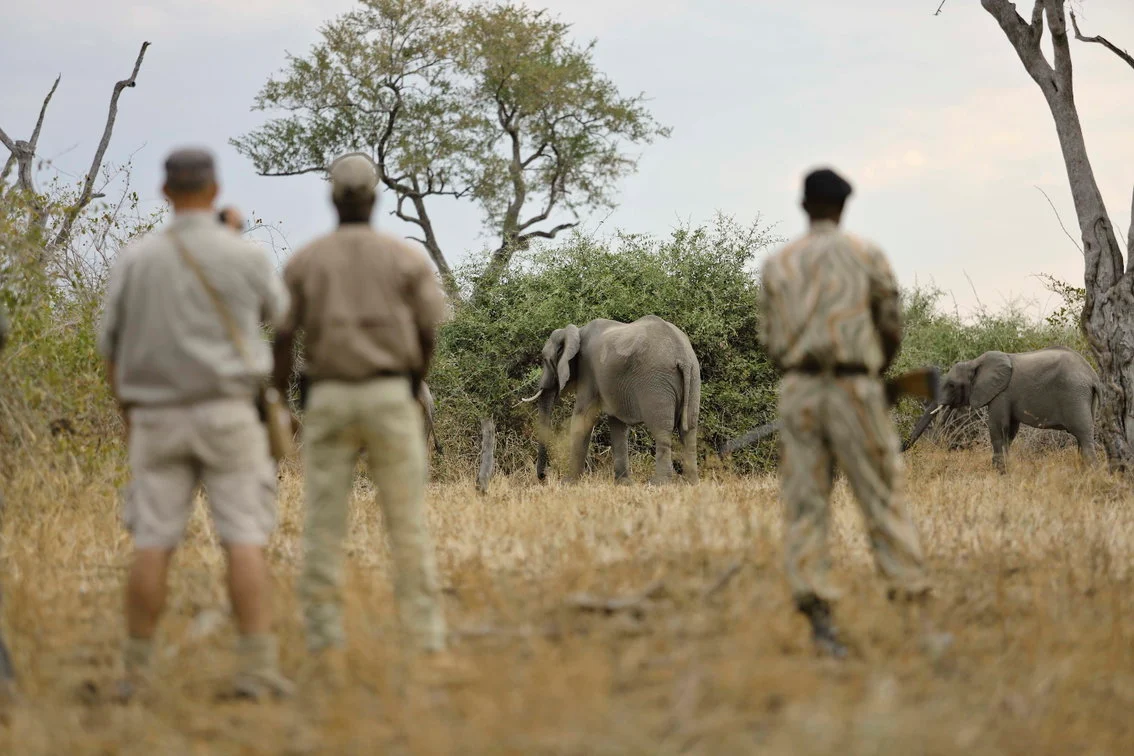 Guided walking safari with elephants near Lion Camp