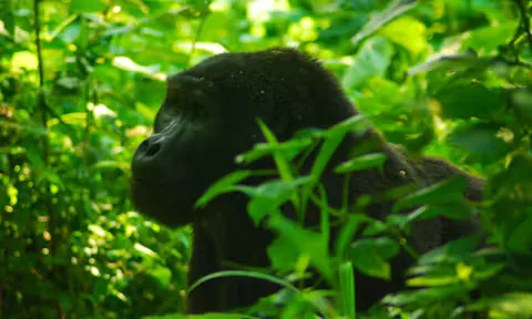 Mountain gorilla in Bwindi forest, Uganda
