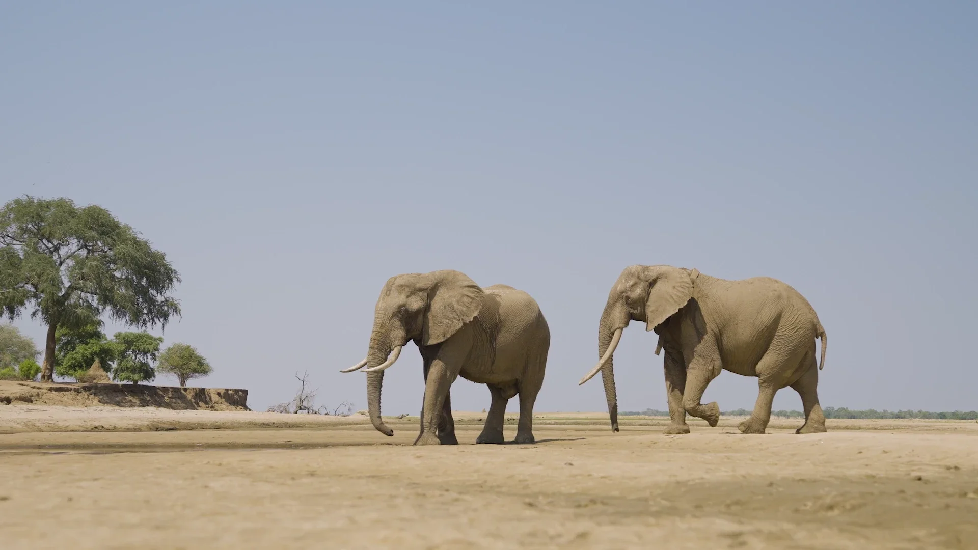 Two elephants walking across an open sandy riverbank