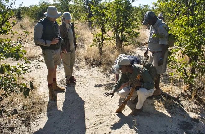 Guided walking safari from Camp Hwange