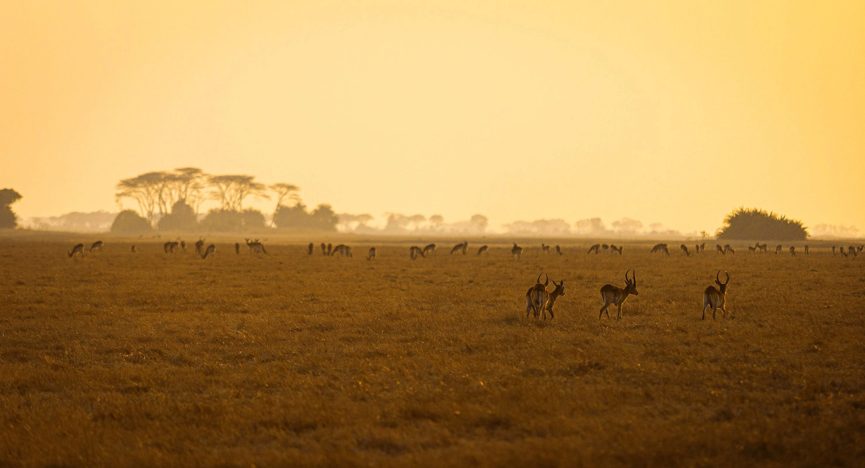 Wild & Luxurious Zambia