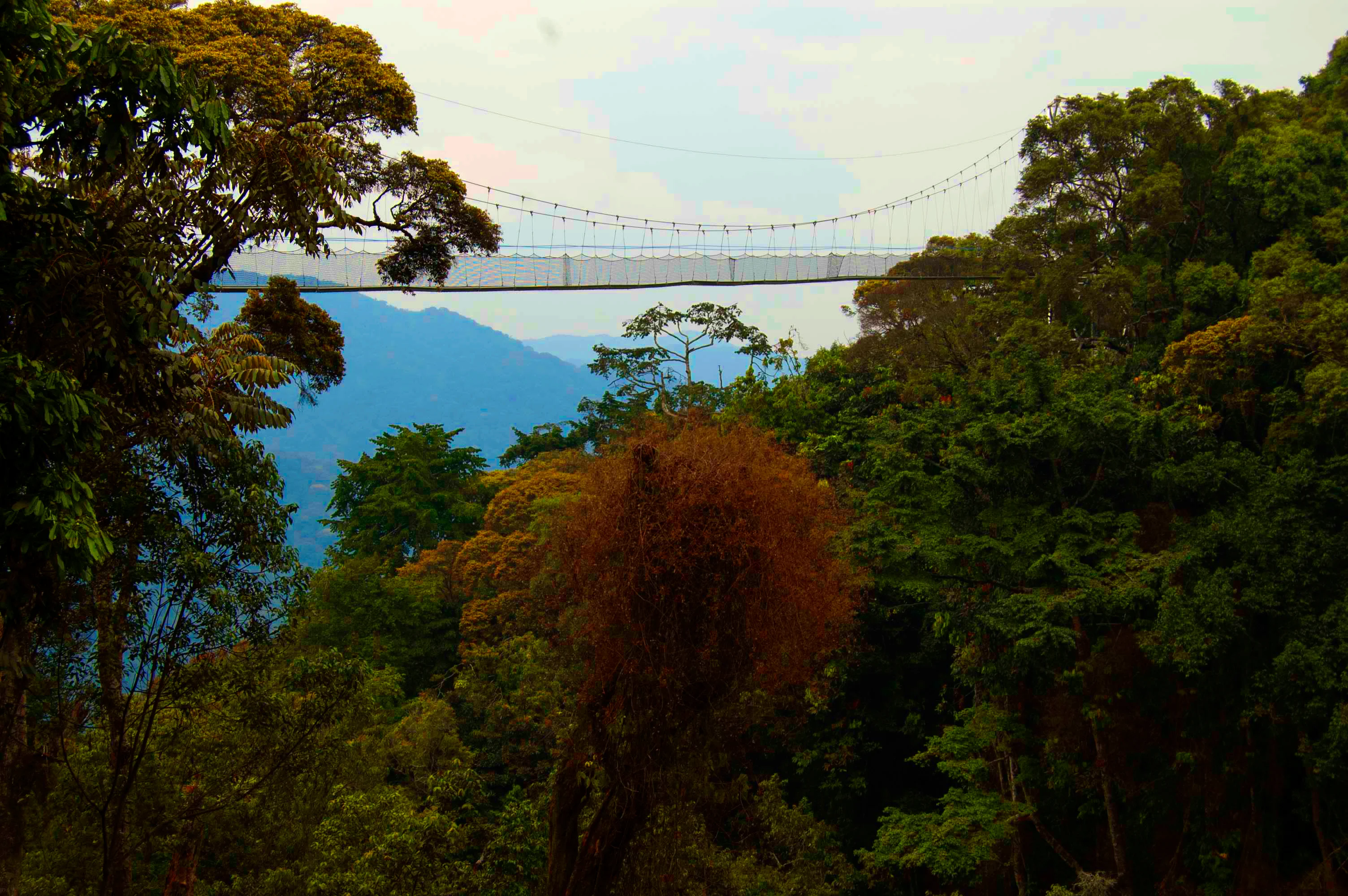 A traveller crossing the canopy walkway in Nyungwe Forest, Rwanda