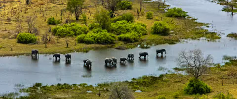 Elephants crossing water in Botswana