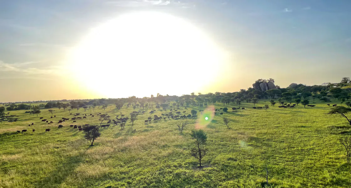 Wildlife grazing across a green Tanzanian savannah at sunset