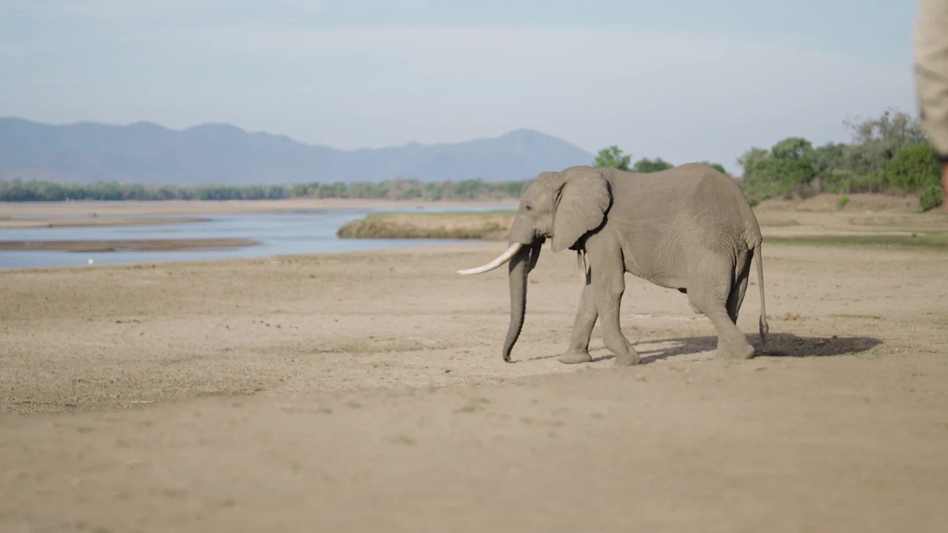 Elephant walking beside a wide river and distant mountains