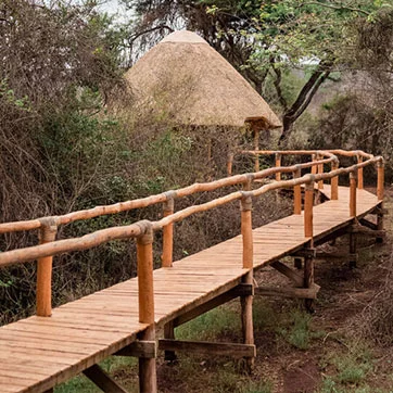 The raised walkway leading to a tent at Ruzizi Tented Lodge