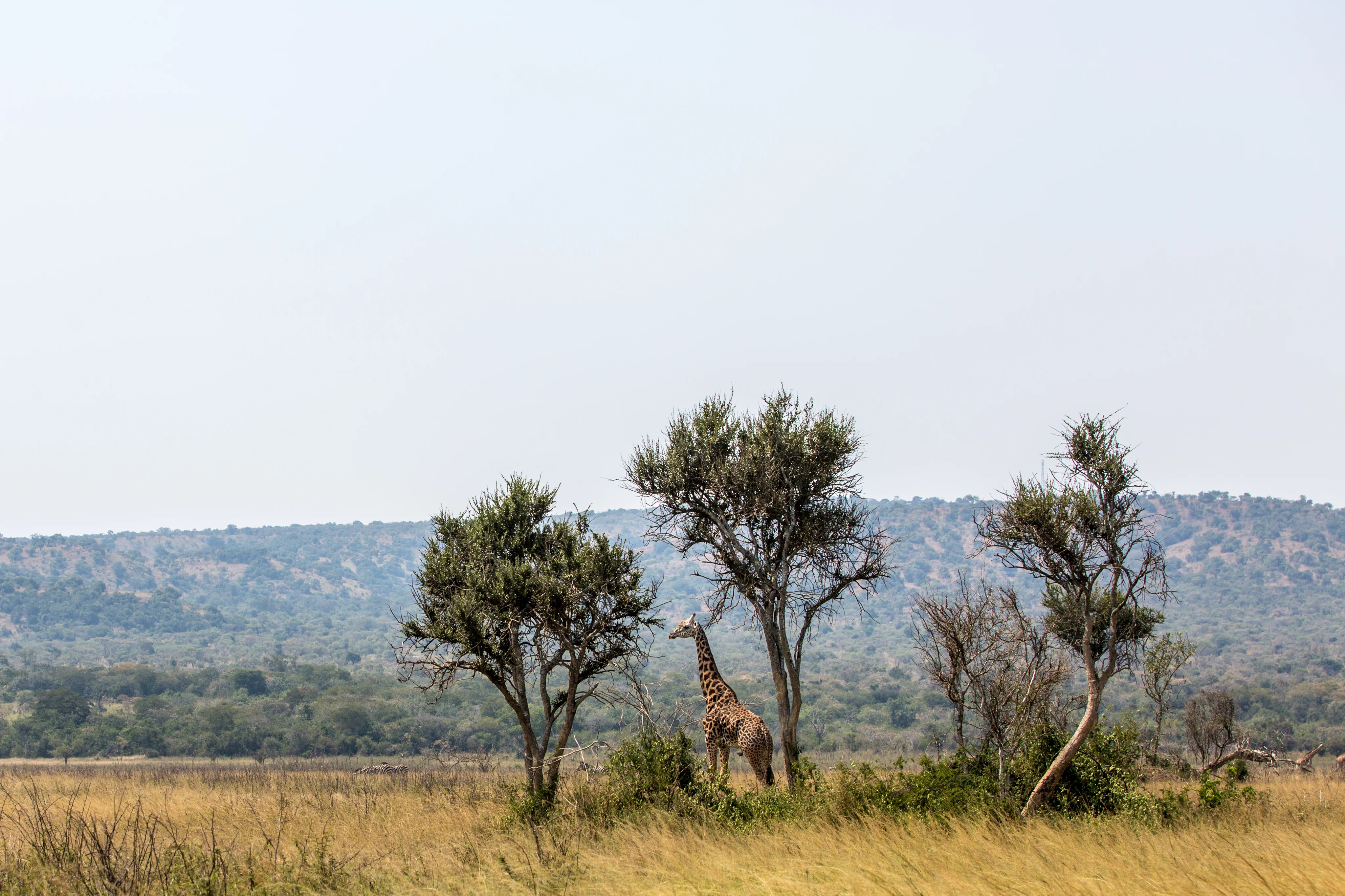 A giraffe in Akagera National Park