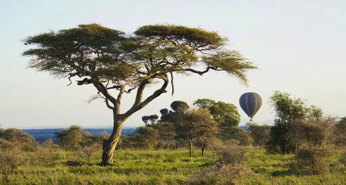 A hot air balloon floating over the savanna at sunrise