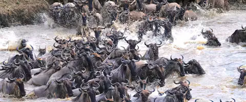 Wildebeest crossing a river during the Great Migration