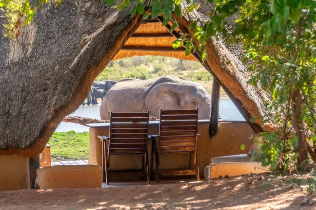 Wildlife hide at Ivory Lodge
