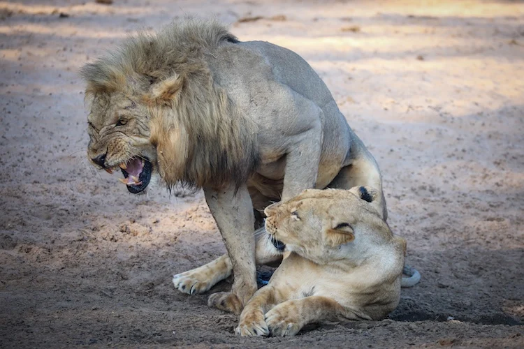 Two lions in Lower Zambezi National Park