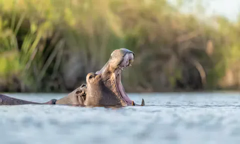 Safari beside the waterways of the Okavango Delta, Botswana