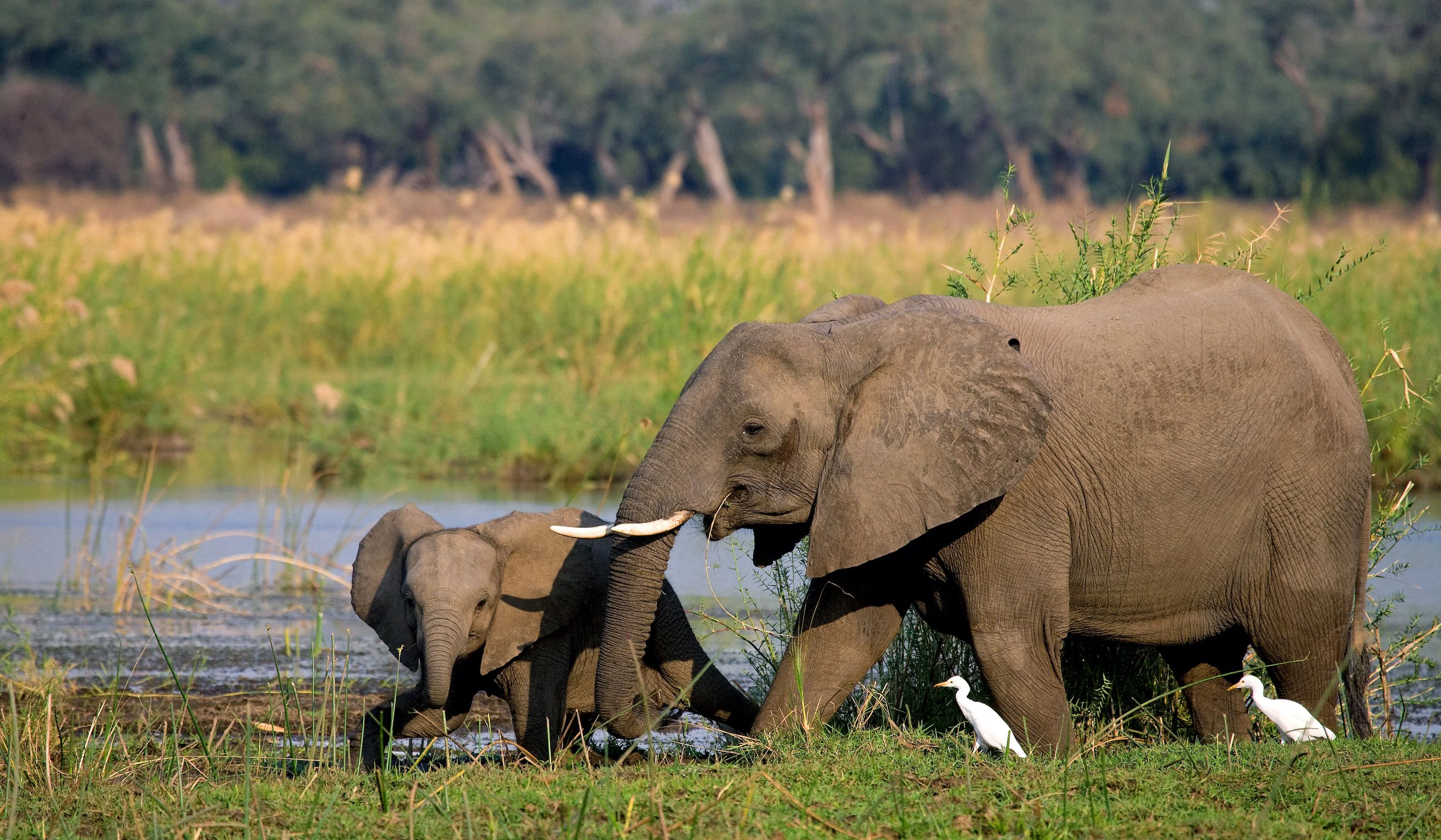 Elephant with a calf near water on a Zambia safari
