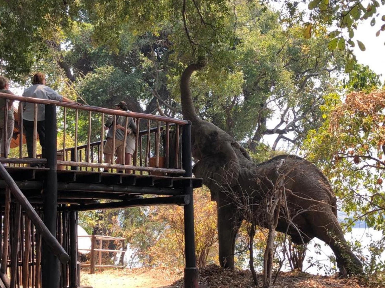 Elephant beside the communal deck at Vundu Camp