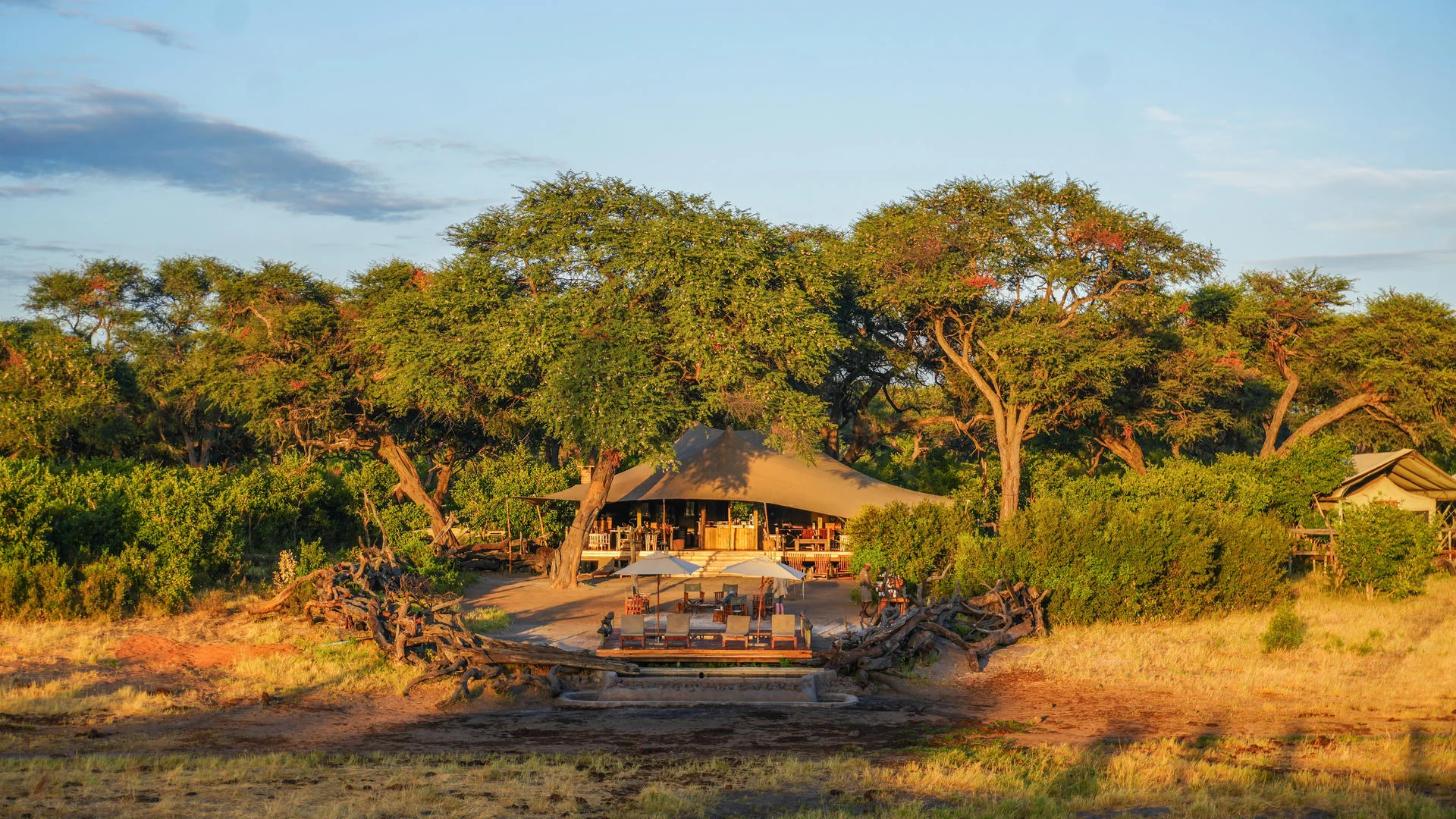 Elephants crossing dry woodland near Somalisa Camp in Hwange, Zimbabwe