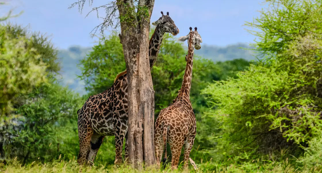 Giraffes in a green African landscape