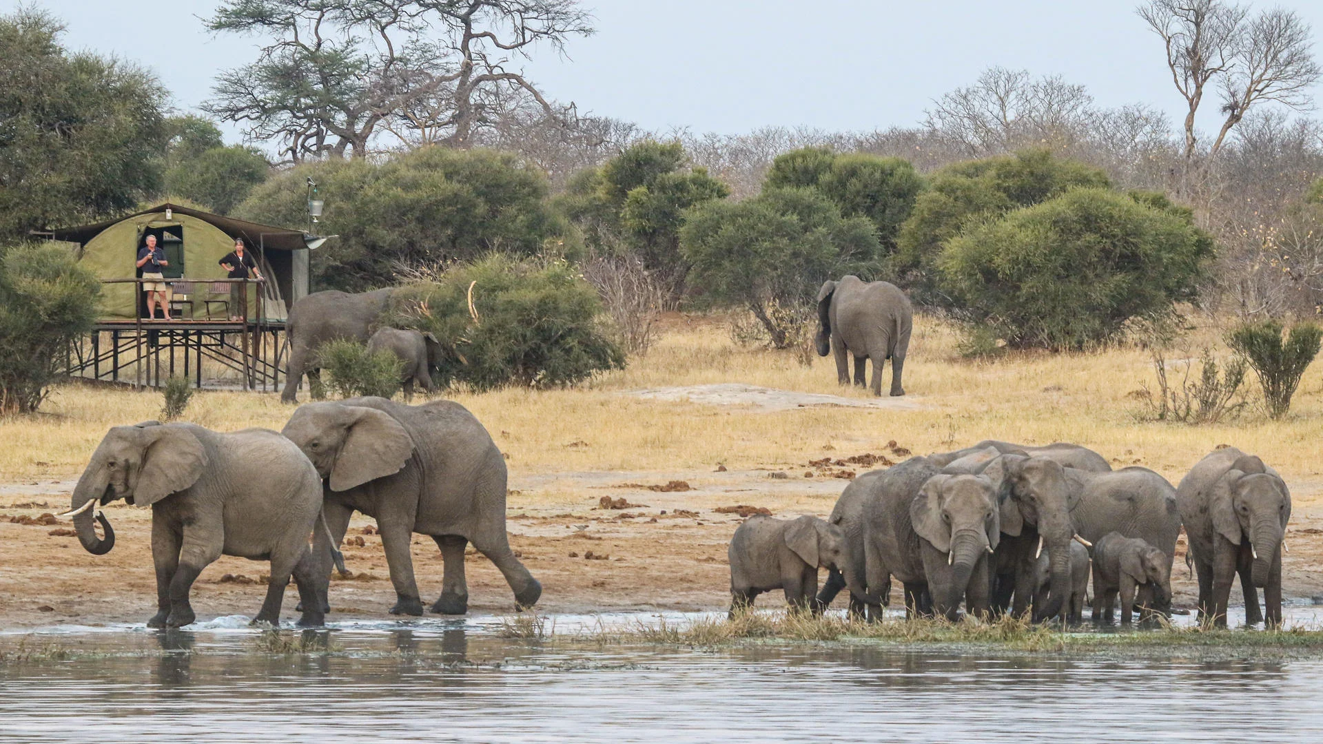 Elephants drinking at a waterhole in Hwange National Park