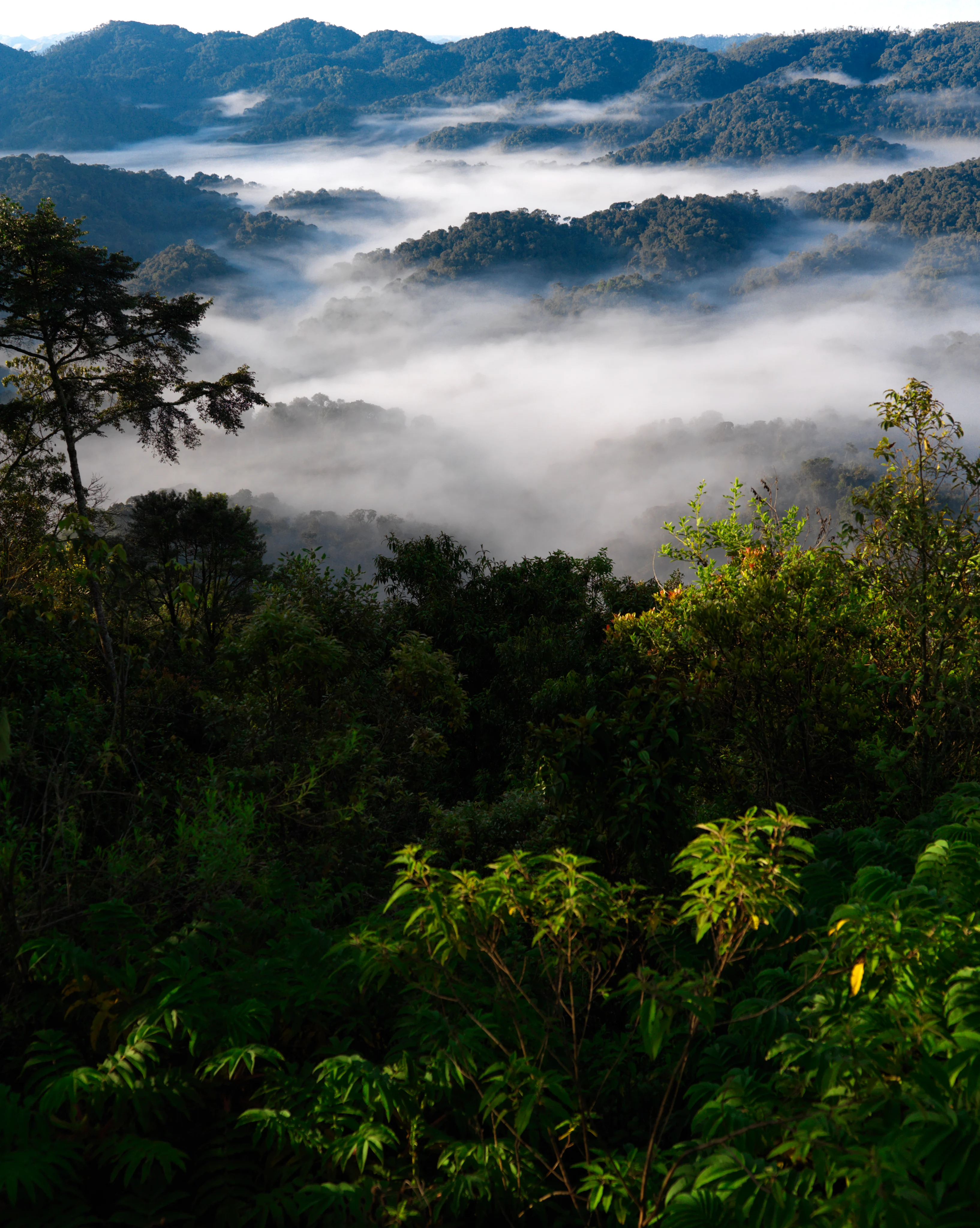 Rwanda's rolling green hills