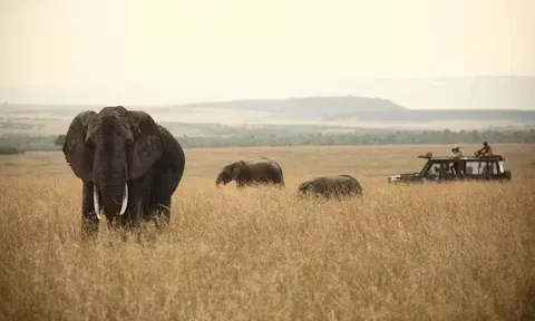 Elephants and a safari vehicle on the open plains of the Maasai Mara, Kenya