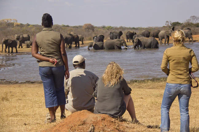 Wildlife view from Ivory Lodge beside Hwange National Park