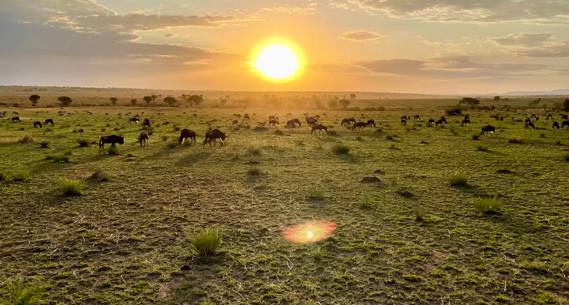 Wildlife grazing across an African savanna at sunset